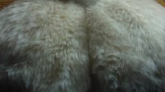Giantess Furry Fart Torment Uwu